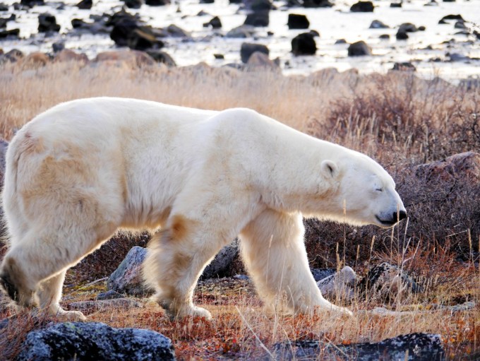 Polar Bear at Seal River Lodge in Manitoba