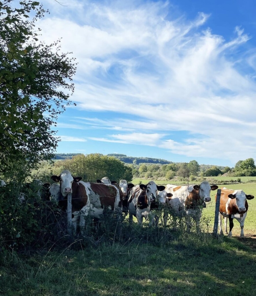 Montbéliarde Cows