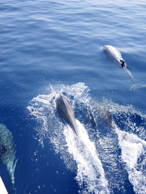 Dolphins swimming with the boat in Mirissa