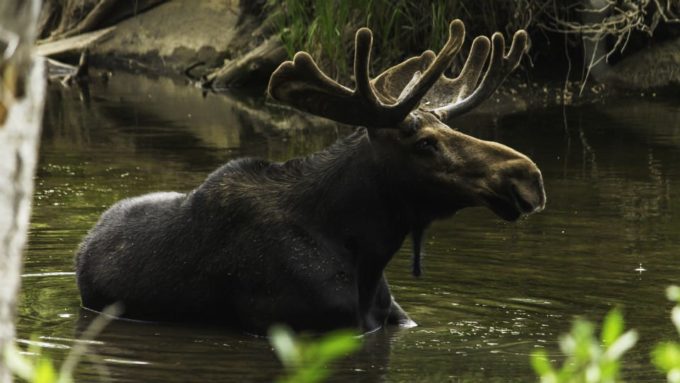 moose